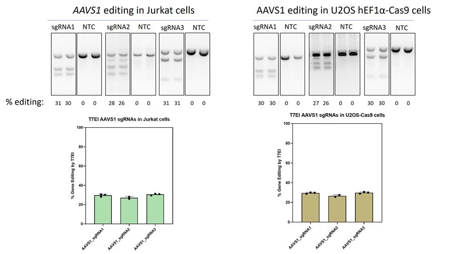 High percentage of gene editing using the T7E1 assay to determine indel formation of the Edit-R AAVS1 cutting controls