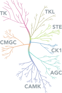 Kinases Diagram Kinases Diagram