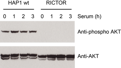 AKT Phosphorylation Images AKT Phosphorylation Images