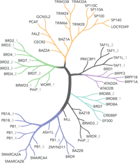 Bromodomain containing proteins Bromodomain diagram