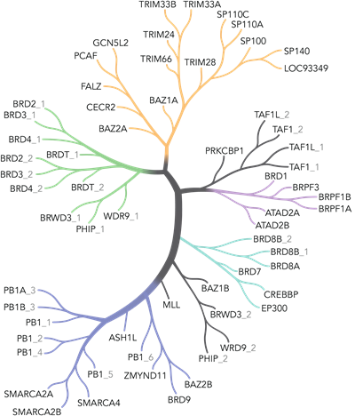 Bromodomain diagram
