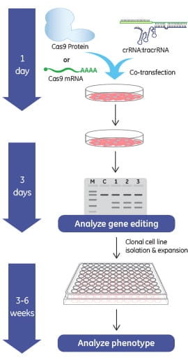 使用具有合成crRNA和tracrRNA的Edit-R Cas9核酸酶mRNA进行基因敲除工作流程