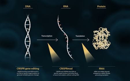 The central dogma of biology: DNA to RNA to Protein