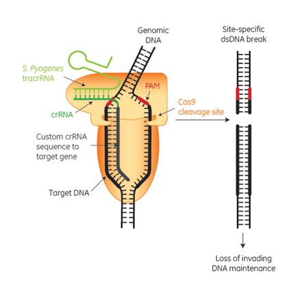 为哺乳动物基因组工程设计CRISPR-Cas9平台