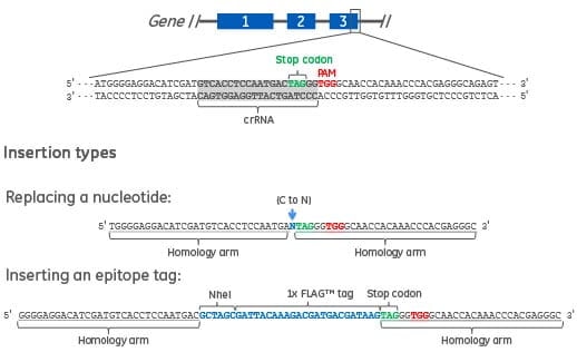 Designing DNA donor oligos for HDR