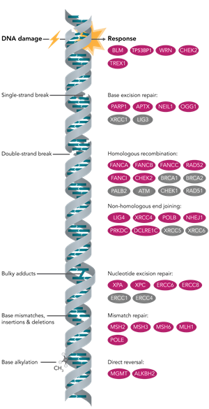 DNA Damage Diagram