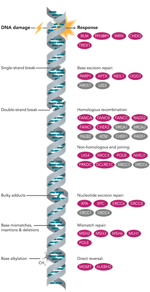 DNA Damage Diagram DNA Damage Diagram