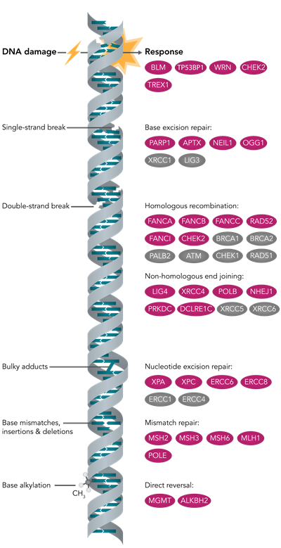 DNA Damage Diagram