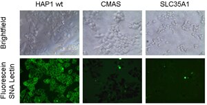 Experimental Validation Images