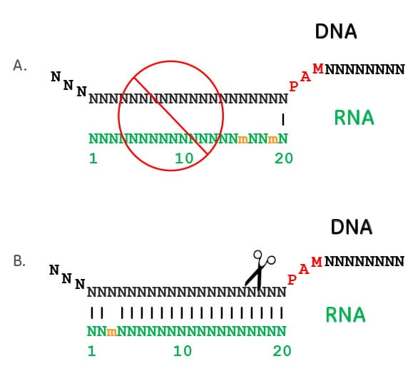 Crispr Cas9 Guide Rna Specificity