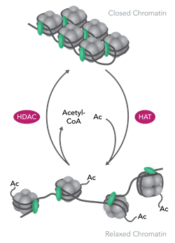 Histone Acetylation Diagram Histone Acetylation Diagram