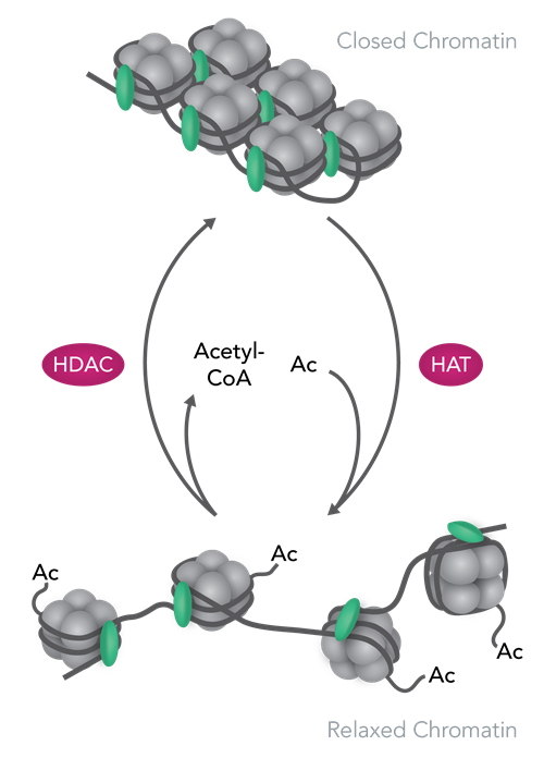 Histone Acetylation Diagram