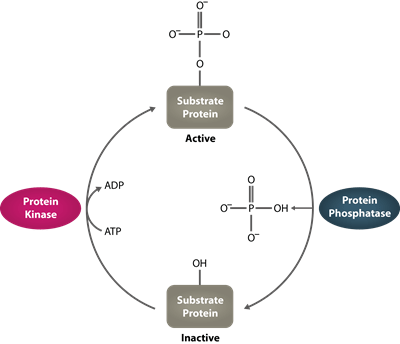 Human Serine-threonine Phosphatase Graph
