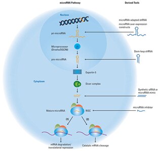 microRNA pathway lg