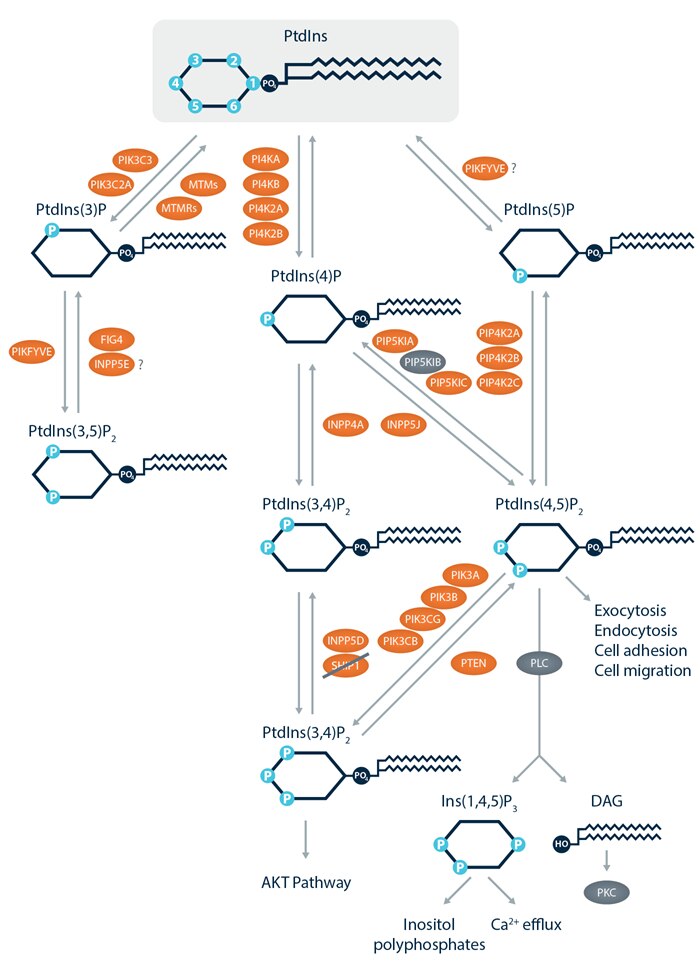Pathways Phosphoinositide