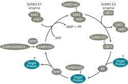 Pathways sumoylation trans Pathways sumoylation trans