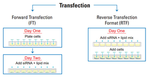 reverse transfection workflow lg