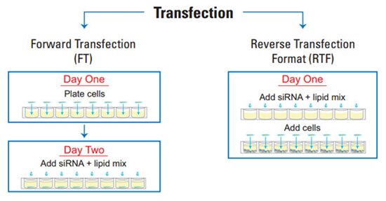 reverse transfection workflow lg
