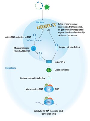 Simple microRNA-adapted and simple stem-loop shRNA approaches to RNAi