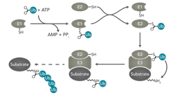 Ubiquitin conjugating Enzymes Diagram