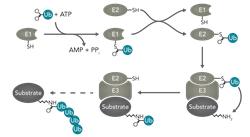 Ubiquitin conjugating Enzymes Diagram Ubiquitin conjugating Enzymes Diagram