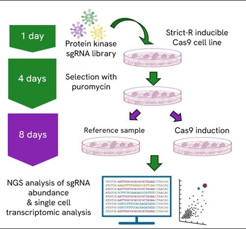diagram-CRISPR-protein-kinase-screen-global-product-page