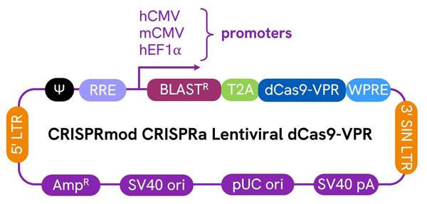 diagram-CRISPRa-LV-dCas9-VPR-global-product-page