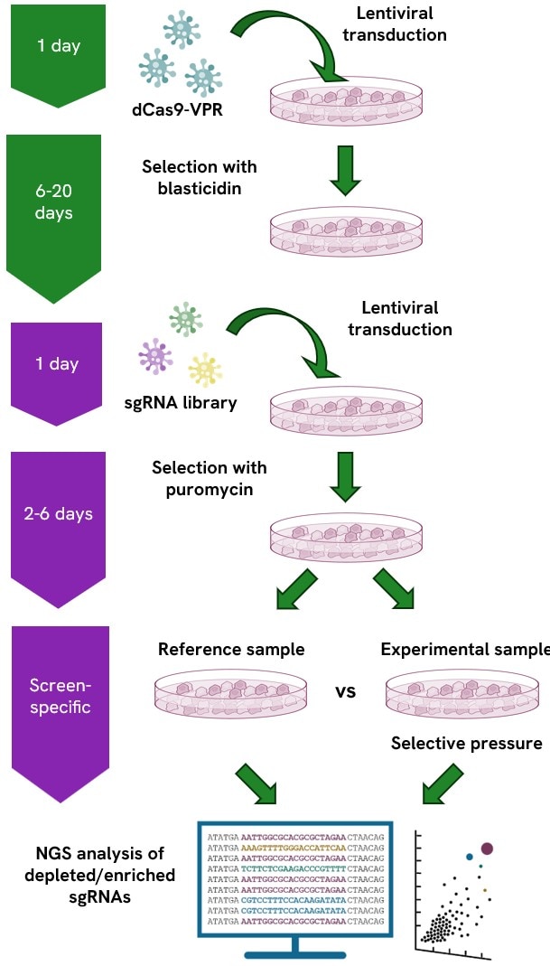 diagram-CRISPRa-LV-screening-global-product-page