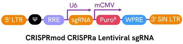 diagram-CRISPRa-lentiviral-sgRNA-global-product-page