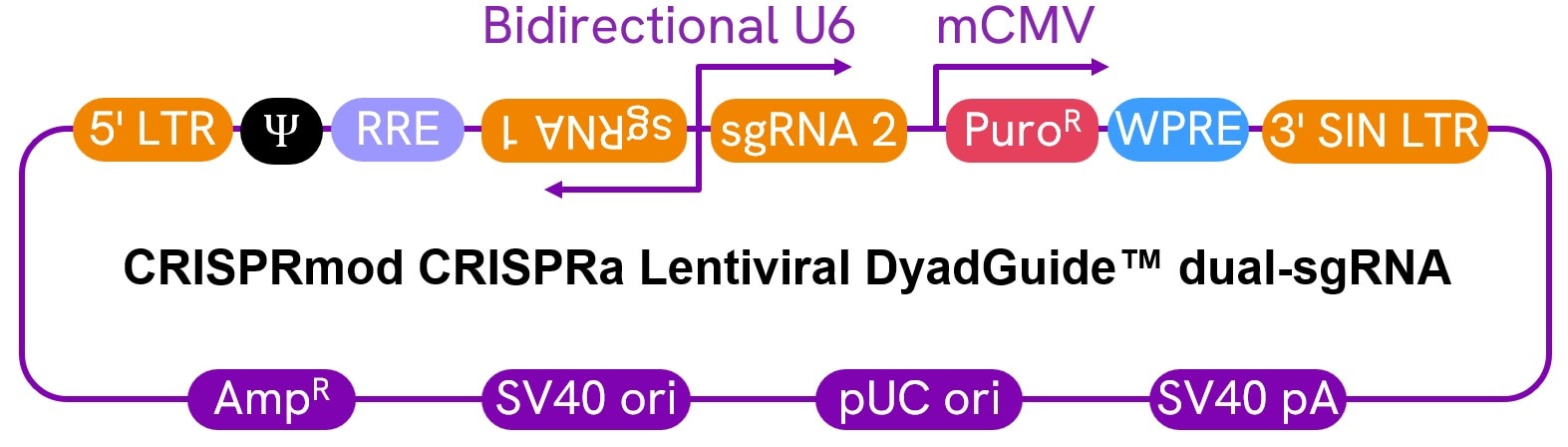 diagram-CRISPRa-dual-sgRNA-global-product-page