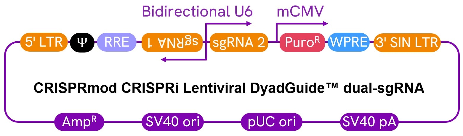diagram-CRISPRi-dual-sgRNA-global-product-page