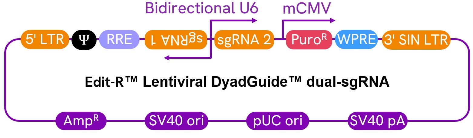 diagram-Edit-R-dual-sgRNA-global-product-page