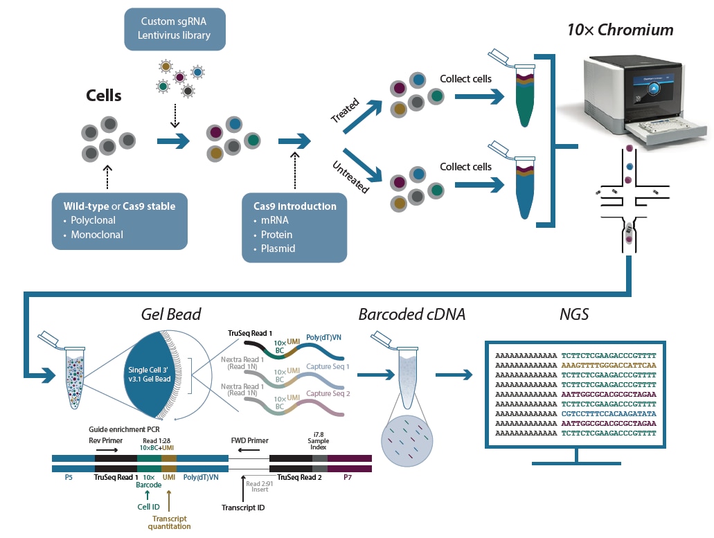 CRISPRsc workflow