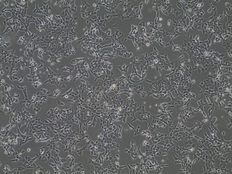 microscope image of Horizon Cas9 stable cells