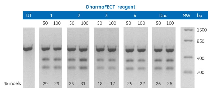 dharmafect editing gel 