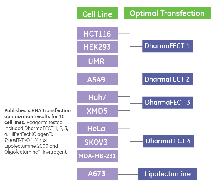 dharmafect sirna transfection optimization results