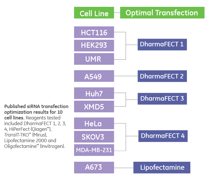 dharmafect sirna transfection