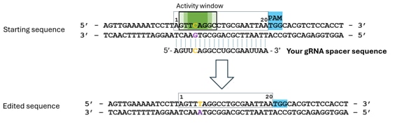 Manually designed gRNA targeting c