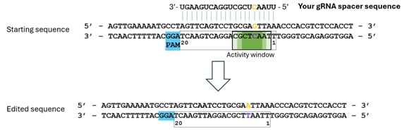 Manually designed gRNA targeting g