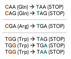 Stop codons