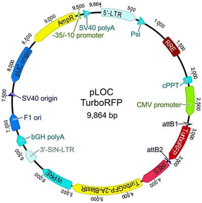 Vector map of the Precision LentiORF RFP control C4968C38028F41BA89F287B754CF9133