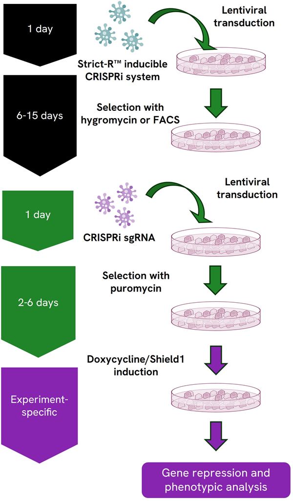 Gene repression workflow using the Dharmacon™ Strict-R™ Inducible CRISPRi Lentiviral System