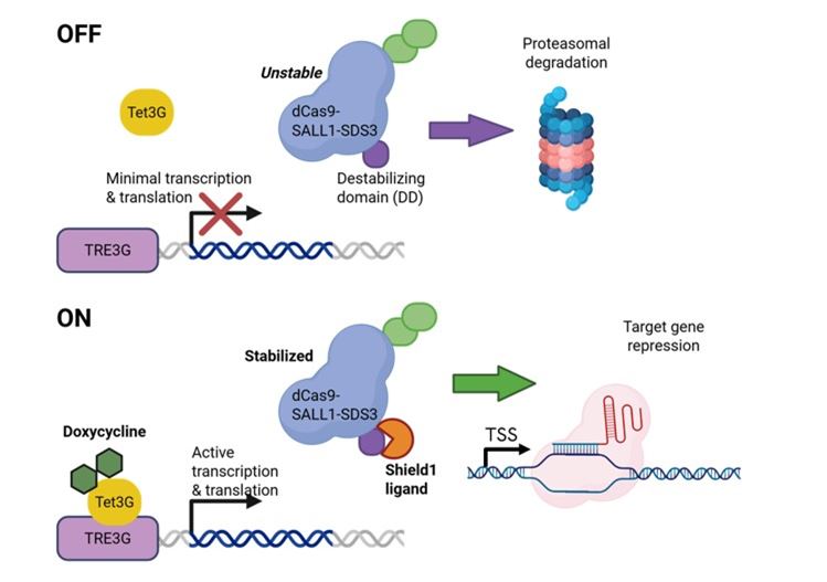 Transcriptional and post-translational control with the Dharmacon™ Strict-R™ Inducible CRISPRi Lentiviral System