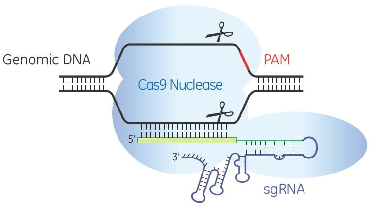 cripsr sgrna diagram