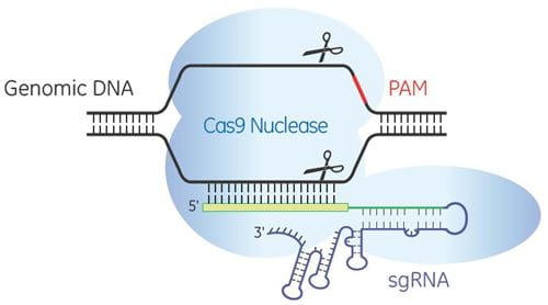 Illustration of CRISPR-Cas9 system