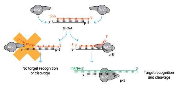 custom sirna overview1 figure lrg custom sirna overview1 figure lrg