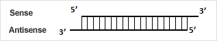 sense antisense sense antisense