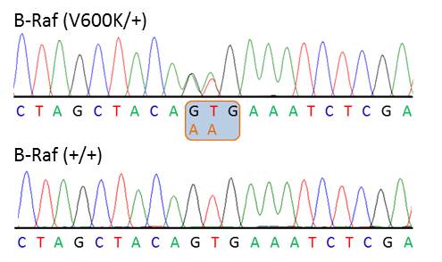 Chromatograph showing heterozygosity for the B-Raf V600K mutation within B-Raf exon 15 (COSMIC mutation number: 473)