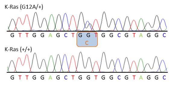 Chromatograph showing heterozygosity for the K-Ras G12A mutation within K-Ras exon 2 (SNP accession number: rs121913529)