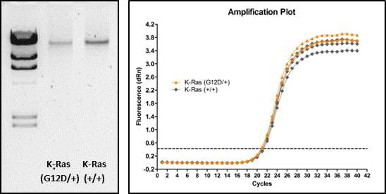 DNA was run on a 1% agarose gel and shows a single high-molecular weight band